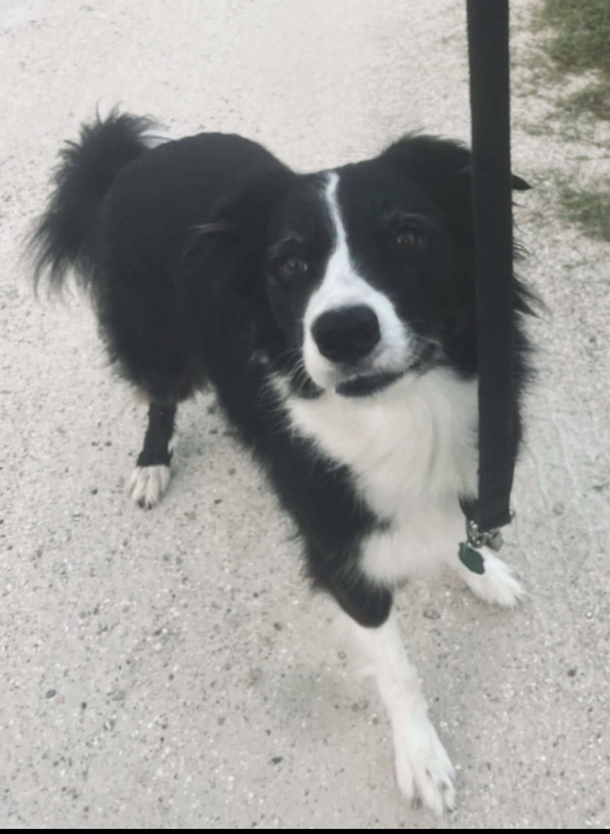 Stella
