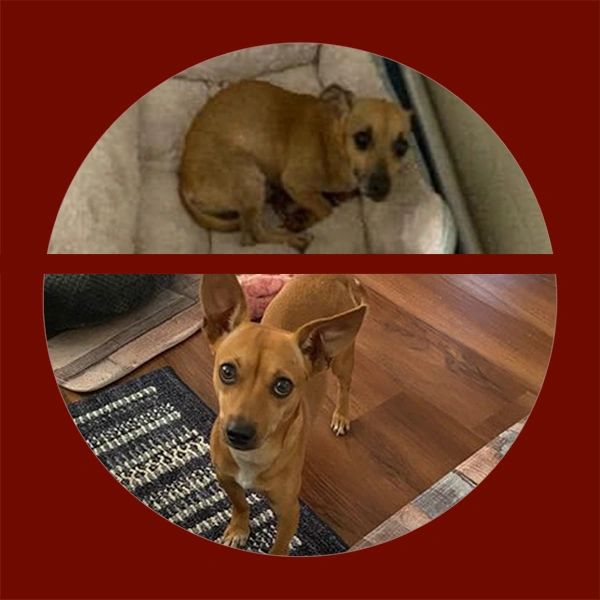 Freddy before and after his rescue