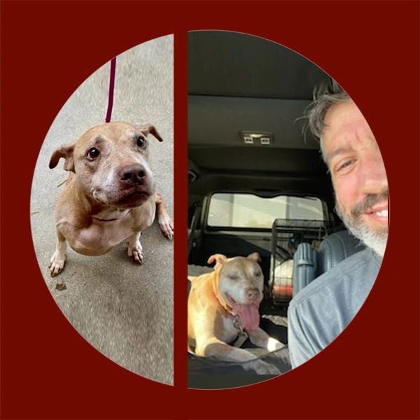 Lexi before and after her rescue